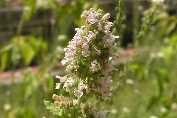 Nepeta cataria - erva-do-gato © D. Gordon E. Robertson/Wikipedia