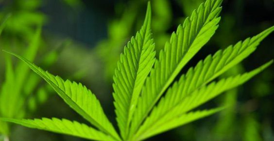 Cannabis: 10 usos