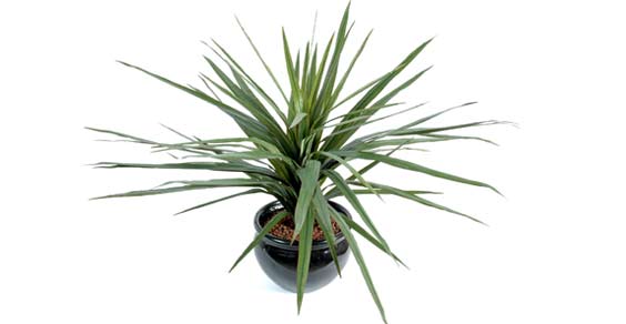 Dracena a árvore da felicidade