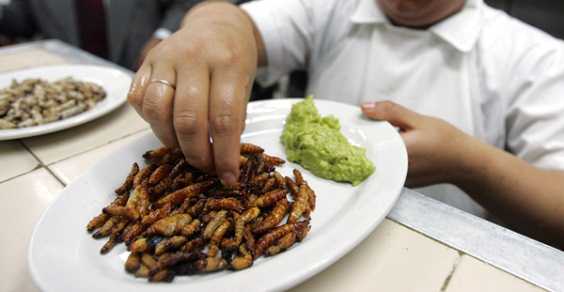 Comer insetos