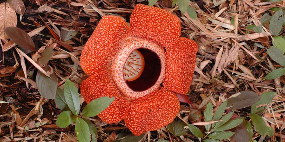 Rafflesia arnoldii. Fonte foto: Wikipédia