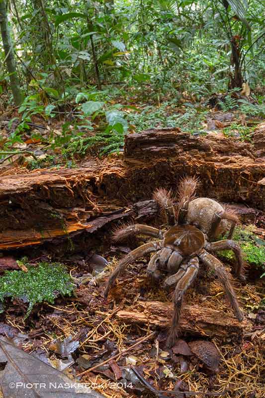 theraphosa