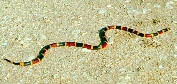 Cobras venenosas do Brasil