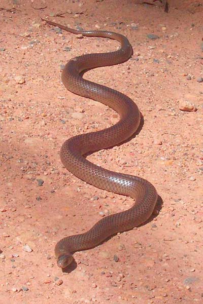 Cobra-Marrom