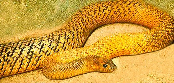 Inland Taipan