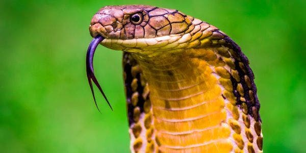 Qual a diferença entre cobra e serpente? Tire suas dúvidas