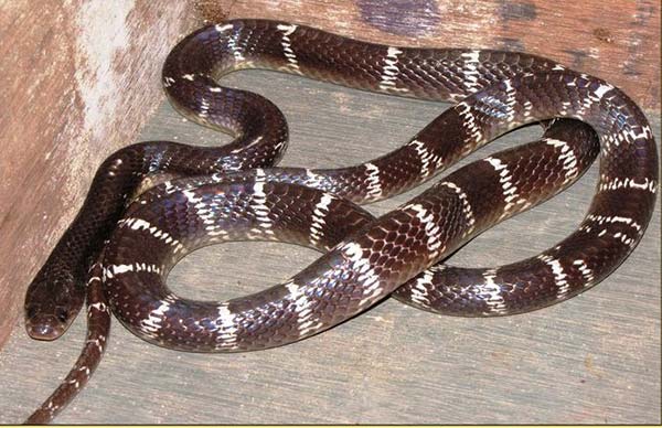 Krait Comum