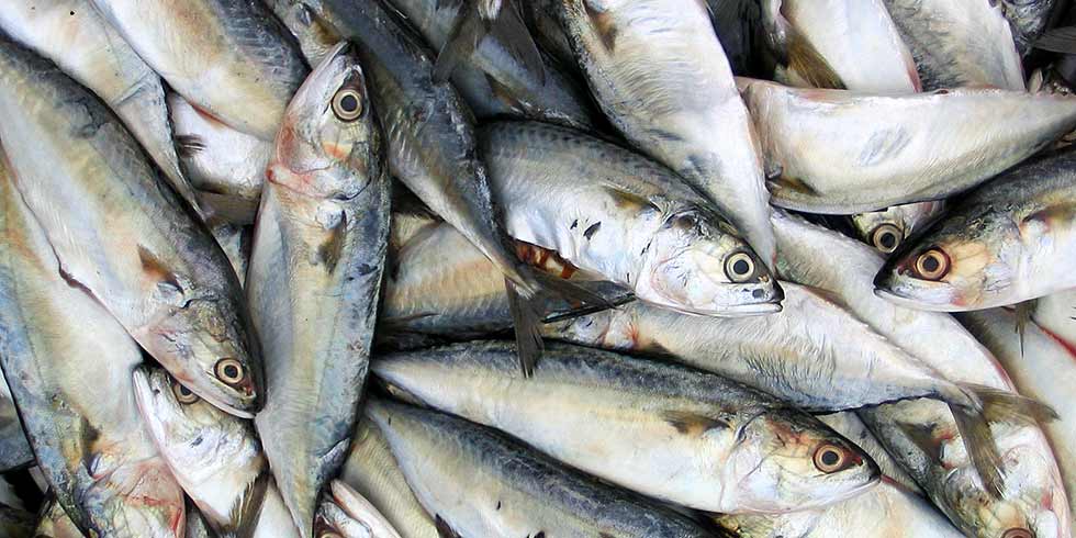 Mortandade de peixes na Baía de Guanabara