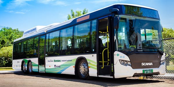 Ônibus podem ser movidos a fezes de aves