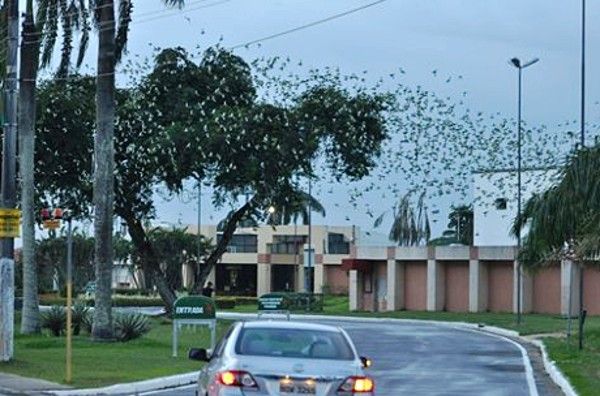 Revoada de periquitos na Avenida Ephigenio Salles, em Manaus