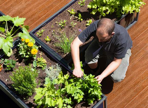 Plantando no horto autoirrigante