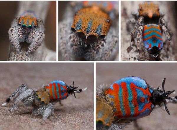 Maratus jactatus