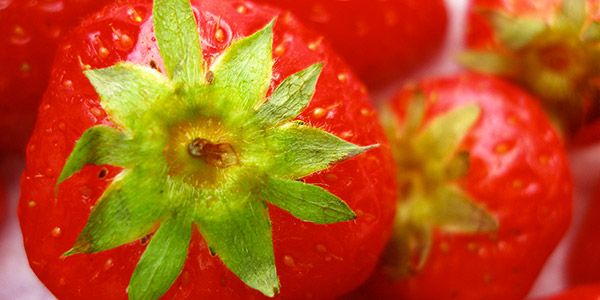 morango