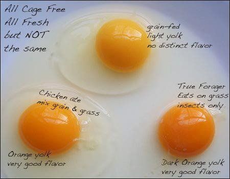 Cor do ovo e alimentação da galinha