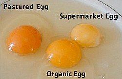 Cores ovo: caipira, supermercado e orgânico