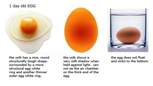 Reconhecer ovo fresquíssimo