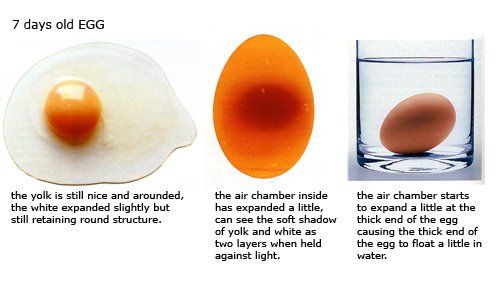 Reconhecer ovo fresco