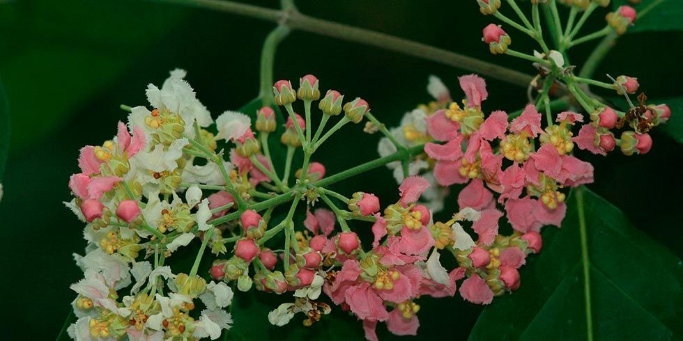 Ayahuasca alucinógeno