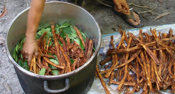 Ayahuasca para tratar depressão