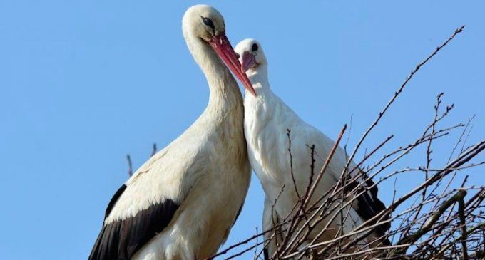 Casal de cegonhas