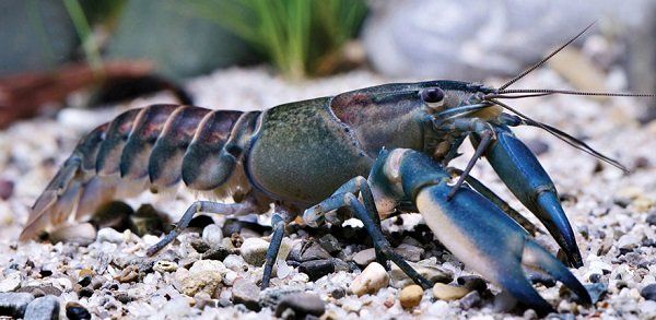 Cherax Astaconephrops pulcher 2