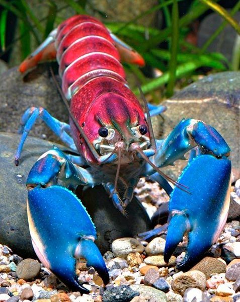 Cherax Astaconephrops pulcher close