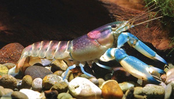 Cherax Astaconephrops pulcher