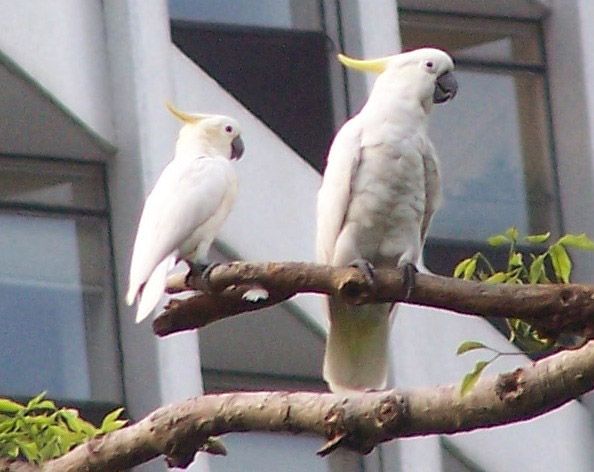 Papagaio cacatua