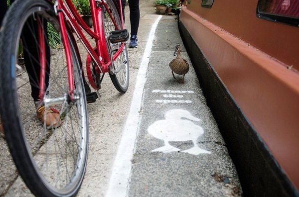 Towpaths para patos 2