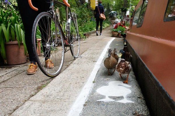 Towpaths para patos 3