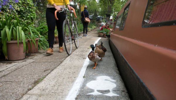 Towpaths para patos 4