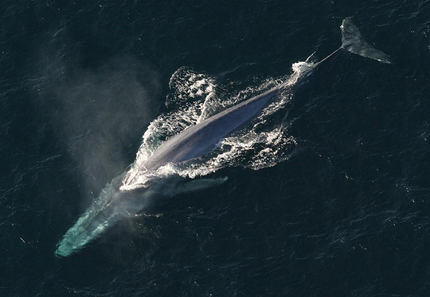 baleia azul