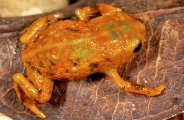 Brachycephalus mariaeterezae