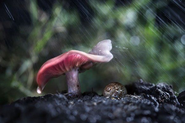 Animais se protegendo da chuva 3