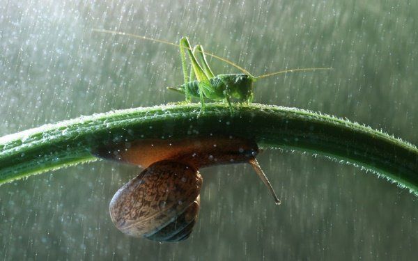 Animais se protegendo da chuva 7