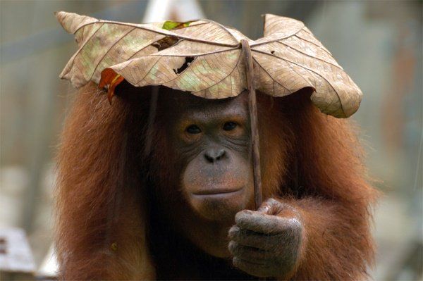 Animais se protegendo da chuva 6