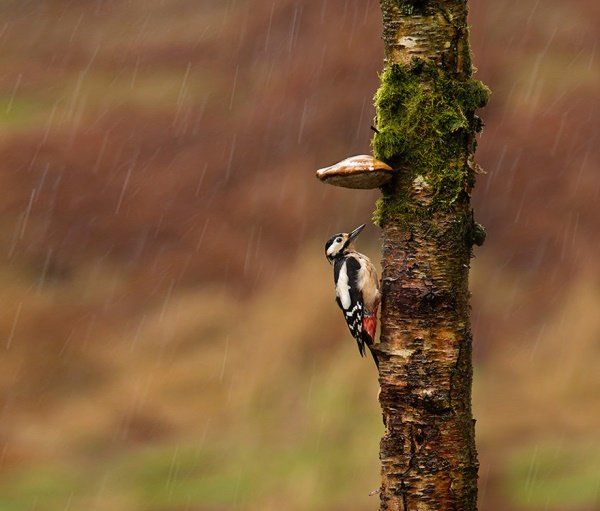 Animais se protegendo da chuva 10