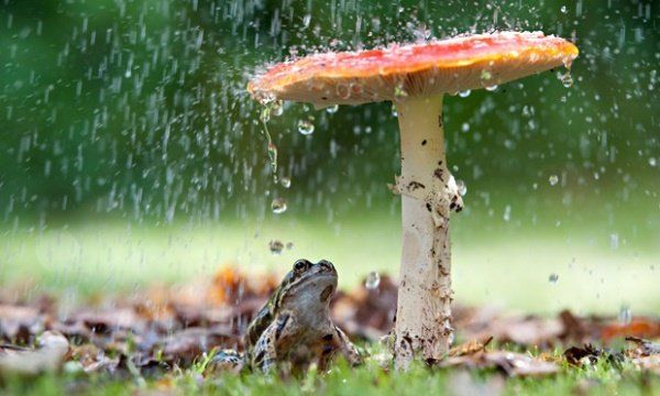 Animais se protegendo da chuva 9