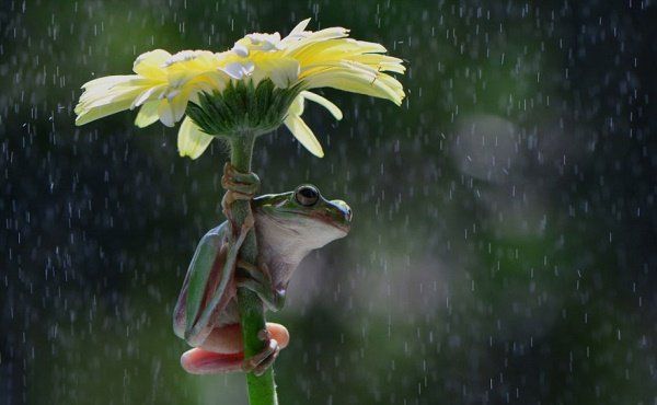 Animais se protegendo da chuva 12