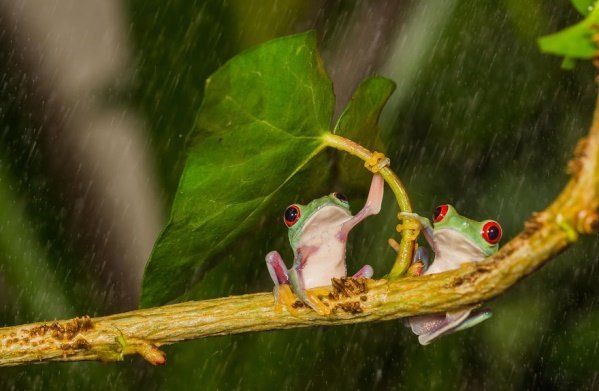 Animais se protegendo da chuva 15