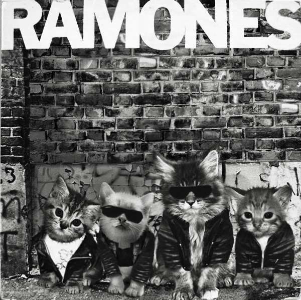 Ramones gato