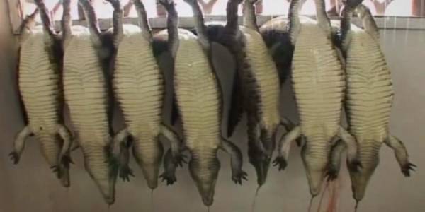 hermes crocodilos
