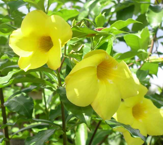 Alamanda