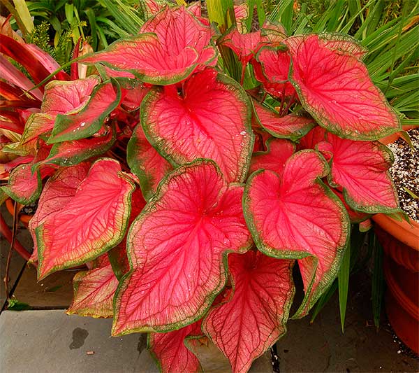 Caladium bicolor