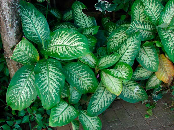 Dieffenbachia