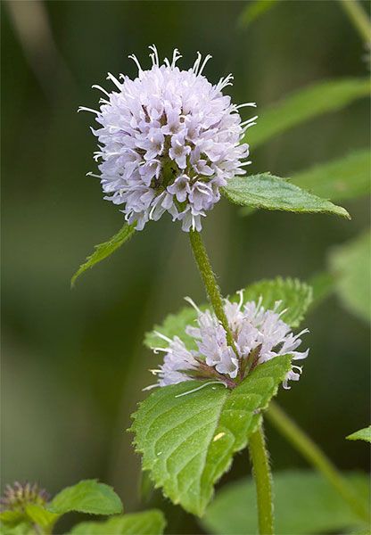 mentha aquatica