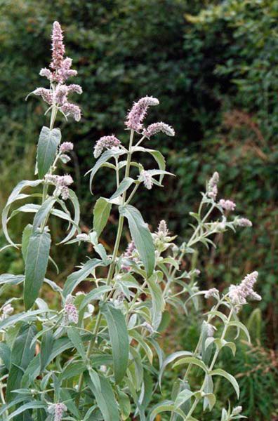 Mentha longifolia