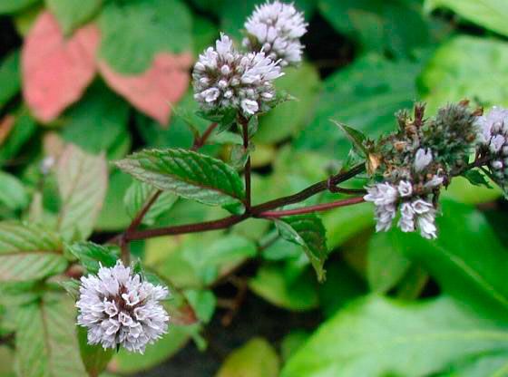 Mentha piperita