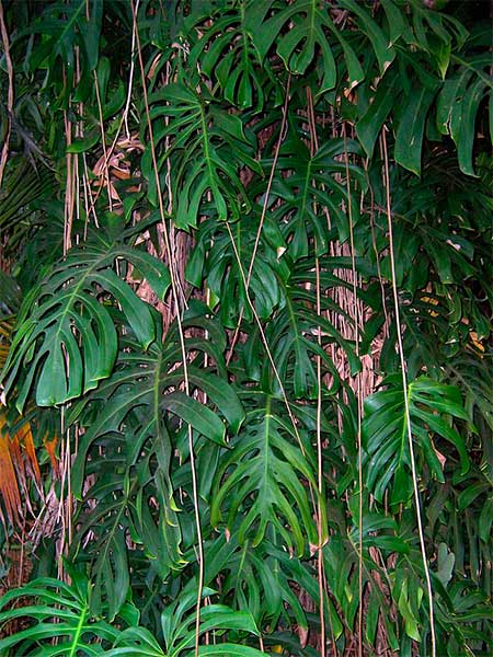 Monstera deliciosa