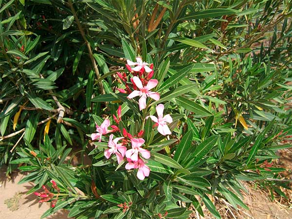 Nerium oleander